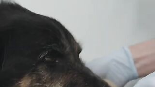 How to care the dogs paw .