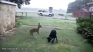 A Nice Video of Animal Love
