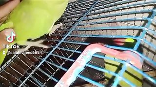 Parrot