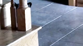 The bear cub saw the deer for the first time! The reaction of the clubfoot is amazing!Video 2023