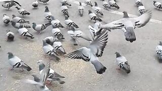 pigeon