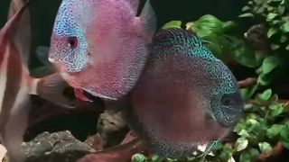 Ikan dishcus