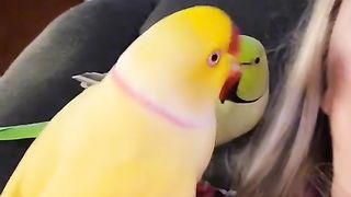 Beautiful parrot