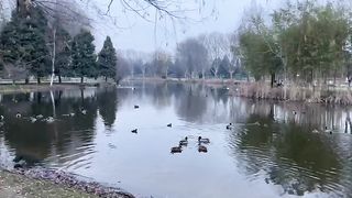 Ducks in Beautiful lake