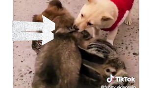 Funny video