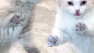 Cute Kitten Couple Having Fun