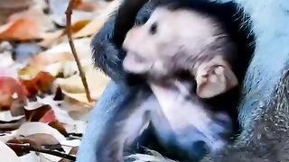 New born baby monkey