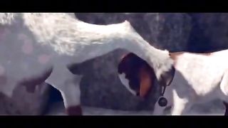 Funy video virel video amazing video