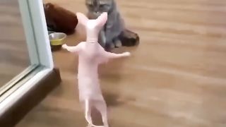 Funny Cat Dance