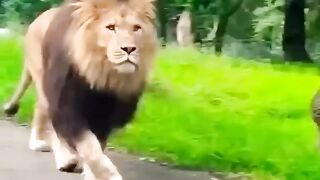 Giant Lion