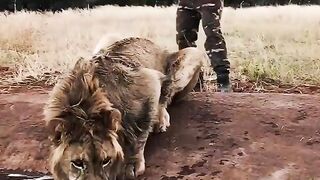 Playing with Big Lion