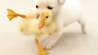 Cute Thief