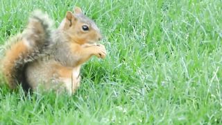Squirrel Having lunch.