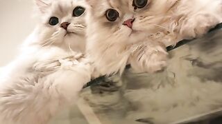 Hapy cat ✅