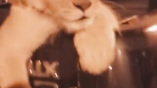 Milo the lion going for a ride