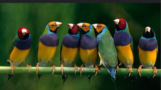 Beautiful Black chee couple of Finch Birds