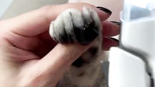 Funny cats