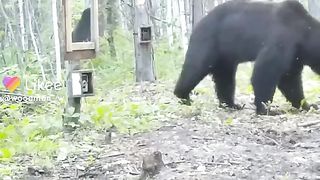 напавшим на зеркало медведем