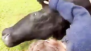 Best _cow