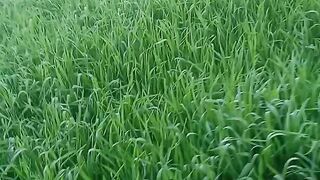 Wheat ????????????