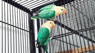 Lovebird breeding Season