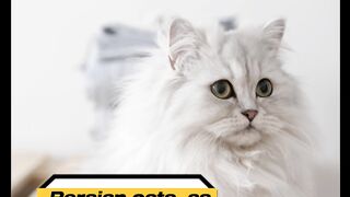 Persian cats feeding