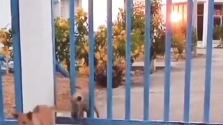 Funny dogy