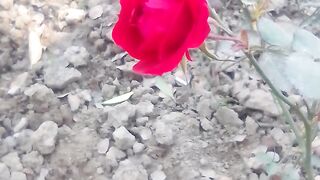 Beautiful flowers enjoy natural things