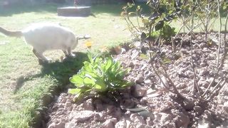 Cat flowers beautiful enjoy natural things cat really make me happy