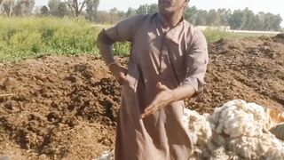 Sheep shearing machine and man working