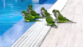 parrot bathing time