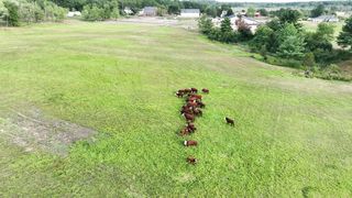 cows-cattle-field#mz
