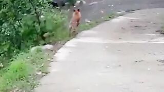 کتا دیکھو کیا کر رہا ہے