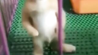 Cute cats baby soo sweet ❤️????