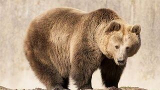 Animais engraçados, urso.