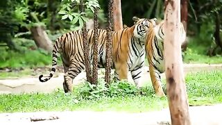 Bengal Tiger