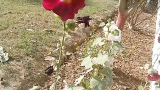 Lovely flowers and words