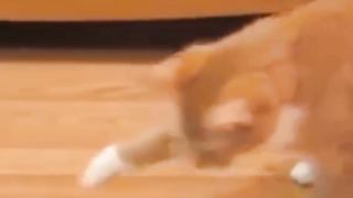 Cute cat videos