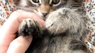Cat ???? ❤ subscribe my chanel