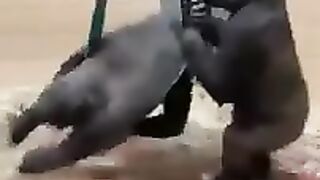 Monkey are Swing