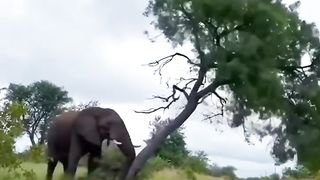 Elephant Power