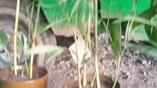 Can palm
