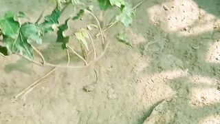 Cnosia plant