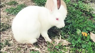 Rabbit eating grass