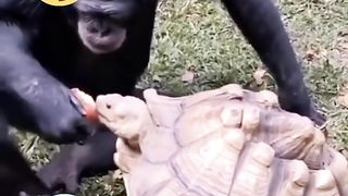 Monkey and Turtal Eat the Apple