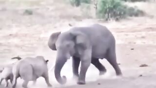 Elephant and Rhinoceros Dangerous fight