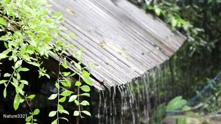 Rain on roof in Forest at morning