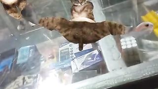 Very  funny video