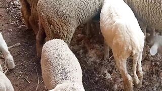 ????Sheep