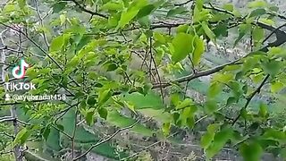 .کیابات ہے ویڈیو کی